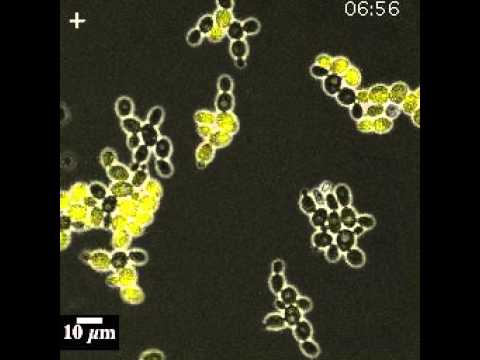 Video: Luminesans bakteriyalar nədir?