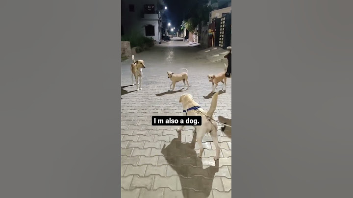 Labrador Puppy's Conversation with Stray Dogs| Funny dog videos #shorts