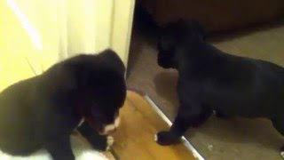 New Additions To The