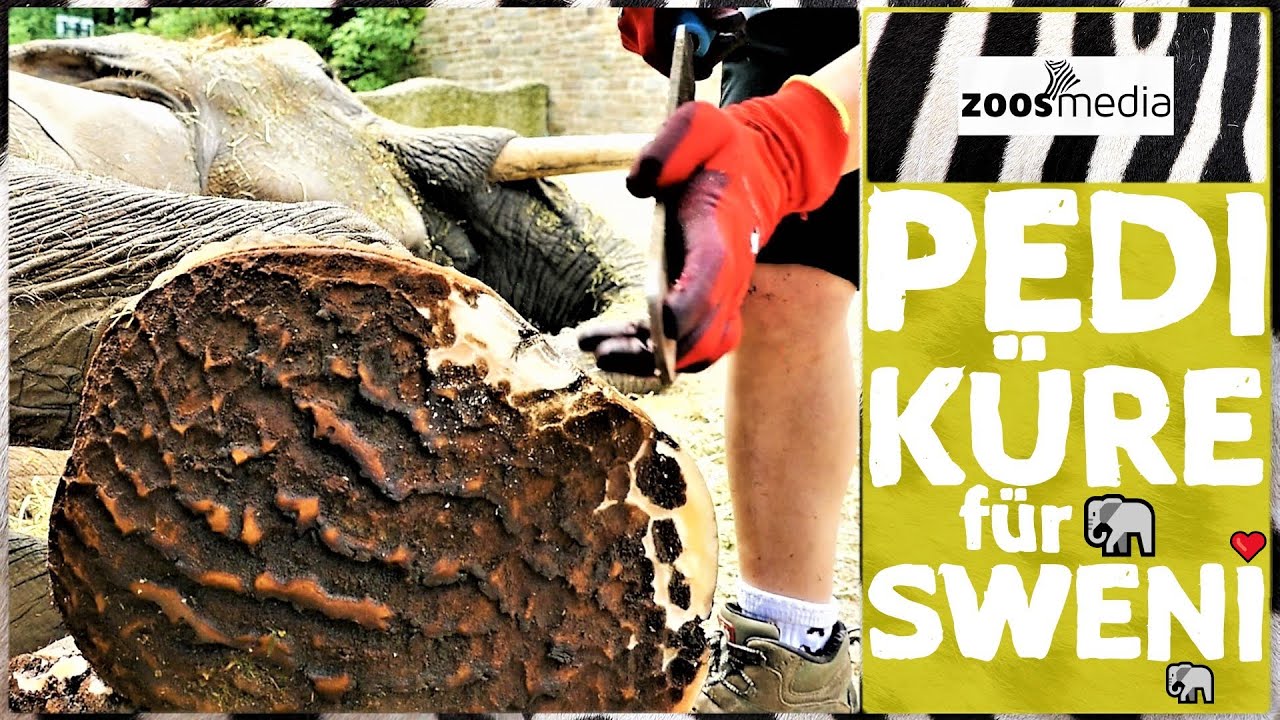Zoo Wuppertal: ELEFANTEN-Fußpflege 🐘 | zoos.media