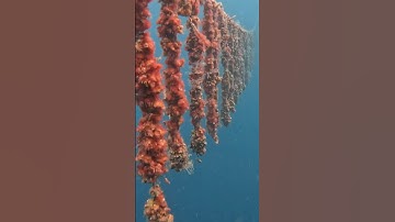 How These Oysters Make Black Pearls