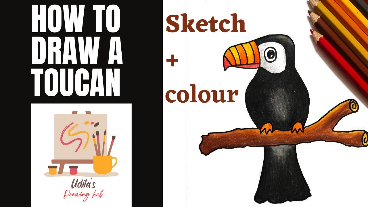 How to draw a toucan bird... sketch and colour step by step... Udita's drawing hub