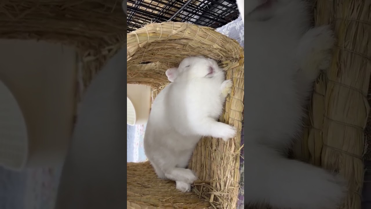 【未開放認養】端午 縮圖
