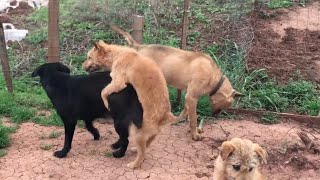 Dogs Mating - Lovely Dogs
