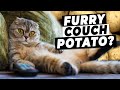 How to fix a lazy cat tips for keeping your cat active