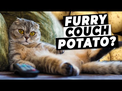 Wideo: Jak sprawić, by kot nie stał się gruby i leniwy: 12 kroków