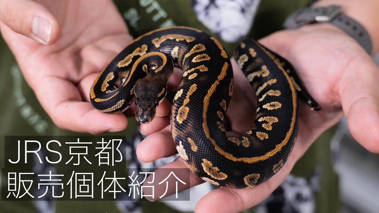 JRS Kyoto Sales Lineup Introduction [Ball Python] - YouTube