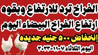 اسعار الفراخ البيضاء اليوم سعر الفراخ البيضاء اليوم الثلاثاء ٧-١١-٢٠٢٣ في المحلات في مصر