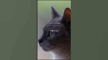 #تلاوة_خاشعة #القرآن_الكريم #المصحف