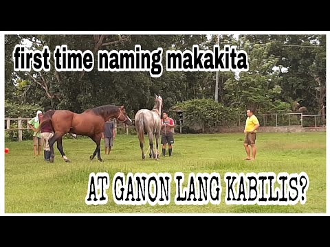 Video: Paano Gumawa Ng Kabayo Sa Isang Kabayo