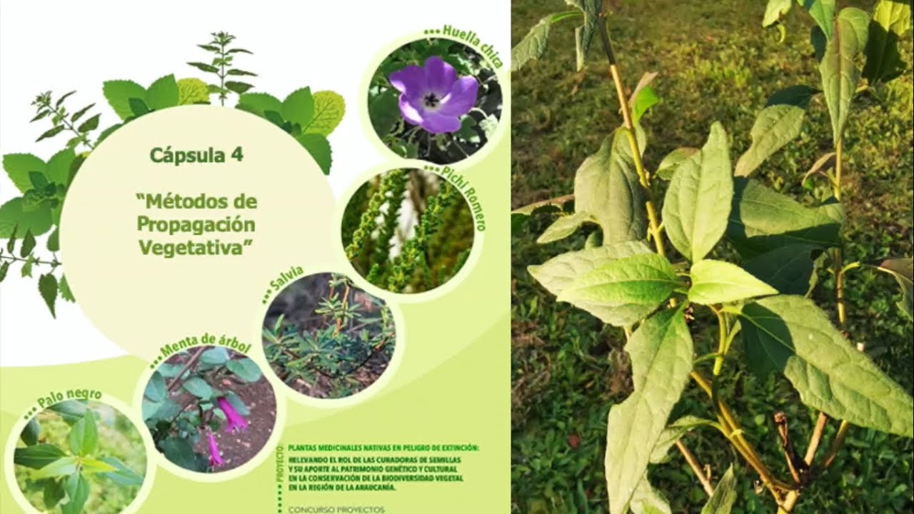 Cápsula 4. Métodos de Propagación Vegetativa. (2021) - YouTube