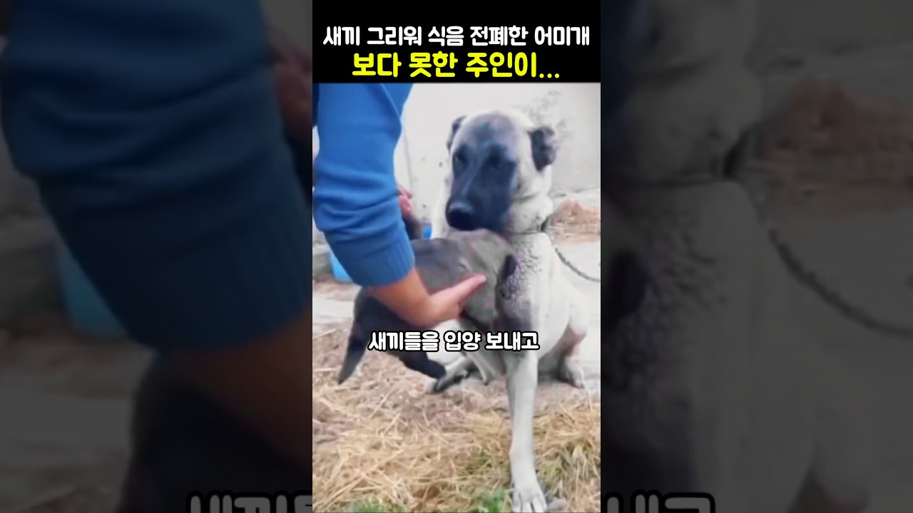 새끼 그리워 식음 전폐한 어미개 보다 못한 주인이... #강아지 #반려견 #모성애 #동물감동