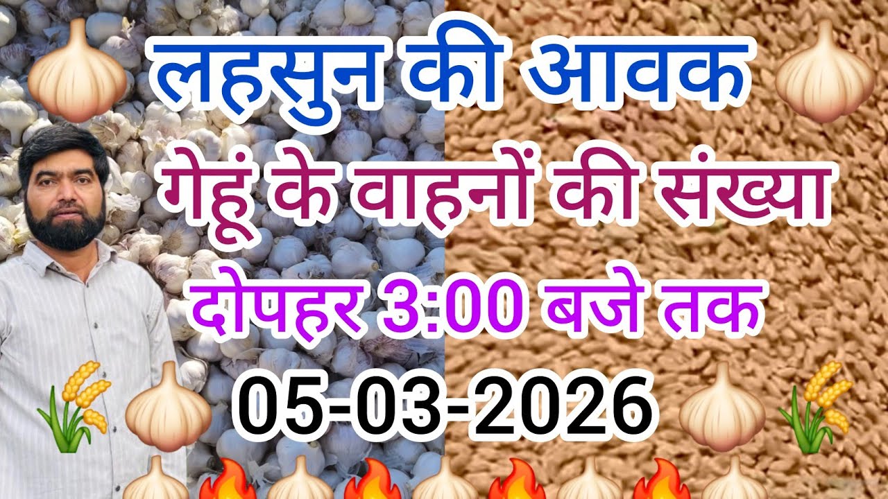 रतलाम मंडी लहसुन और गेहूं की आवक दोपहर 3:00 बजे तक !!today Garlic and wheat arrival in ratlam !!