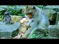 That was not baby.. Mom Jazzy really kind let other kid got her milk taste.