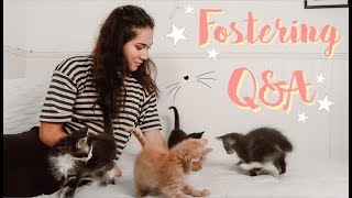 Foster Kitten Q&A + How to start fostering by Lauren Juarez 31,625 views 5 years ago 11 minutes, 3 seconds