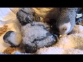 African Grey Parrot Babies 5/18/13