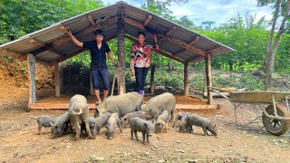 Full Video: Building houses for pigs  Small shacks for sales  Harvesting jackfruit and longans