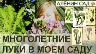 5 видов лука в моем саду / Вкусные и красивые многолетние луки / Как размножать лук