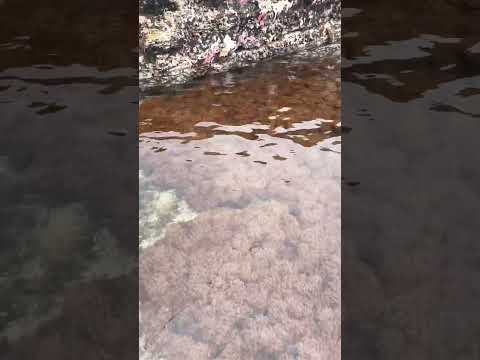 綺麗な海藻!! とおもってたのに... #釣り #エギング #イカ釣り #アオリイカ #春イカ