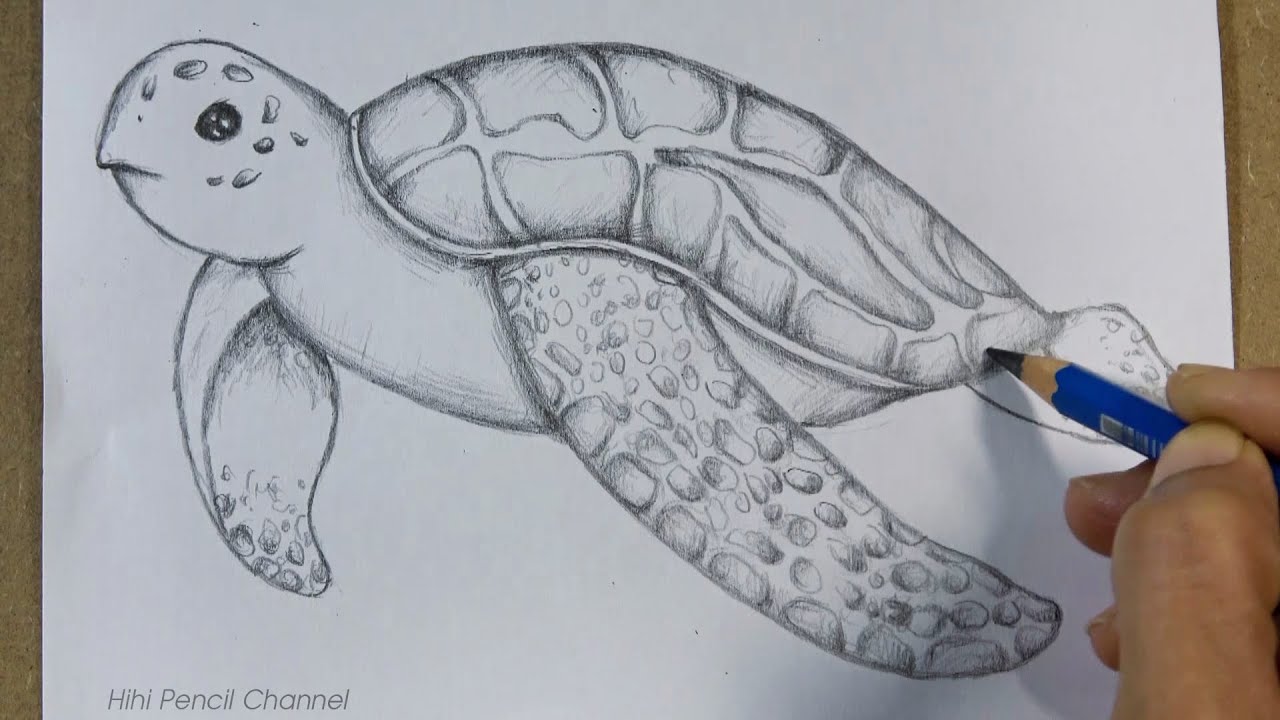 Sea turtle - Color pencil drawing - artbyrashmisatish | Facebook