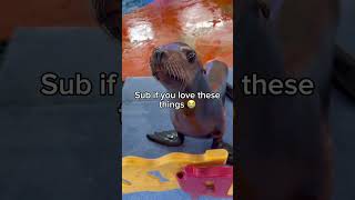 Hope this goes viral! #sealion #shorts #subscribe
