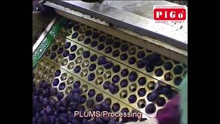 Pigo Srl Plums Processing Pigo It 2