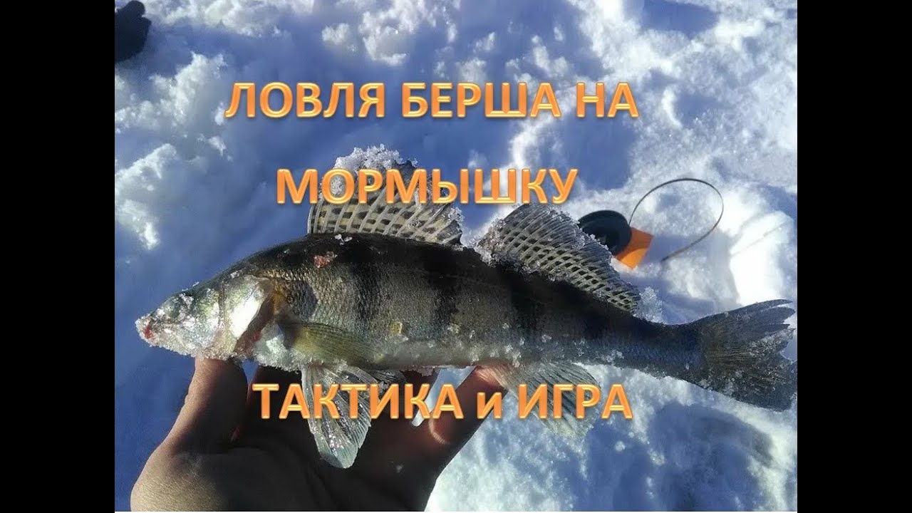 ЛОВЛЯ БЕРША НА МОРМЫШКУ. ТАКТИКА и ИГРА.