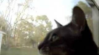 Tut The Barking Cat