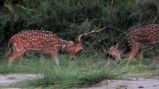 spotted deer animals live | awesome moment |animals fight | wwe animal