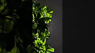 tunggu saja nanti juga reda #fyp #viral #videoshort #hujan