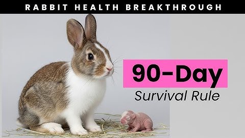 90-Day Rabbit Rule: How to Avoid Sickness & Losses