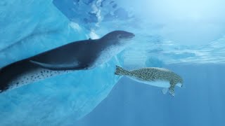 Leopard seal vs cheetah seals | Oceanic Testing 2