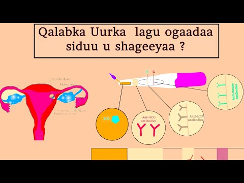 Onamning külotlarini yalash