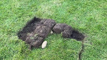 Planting potatoes using the lazy bed method.