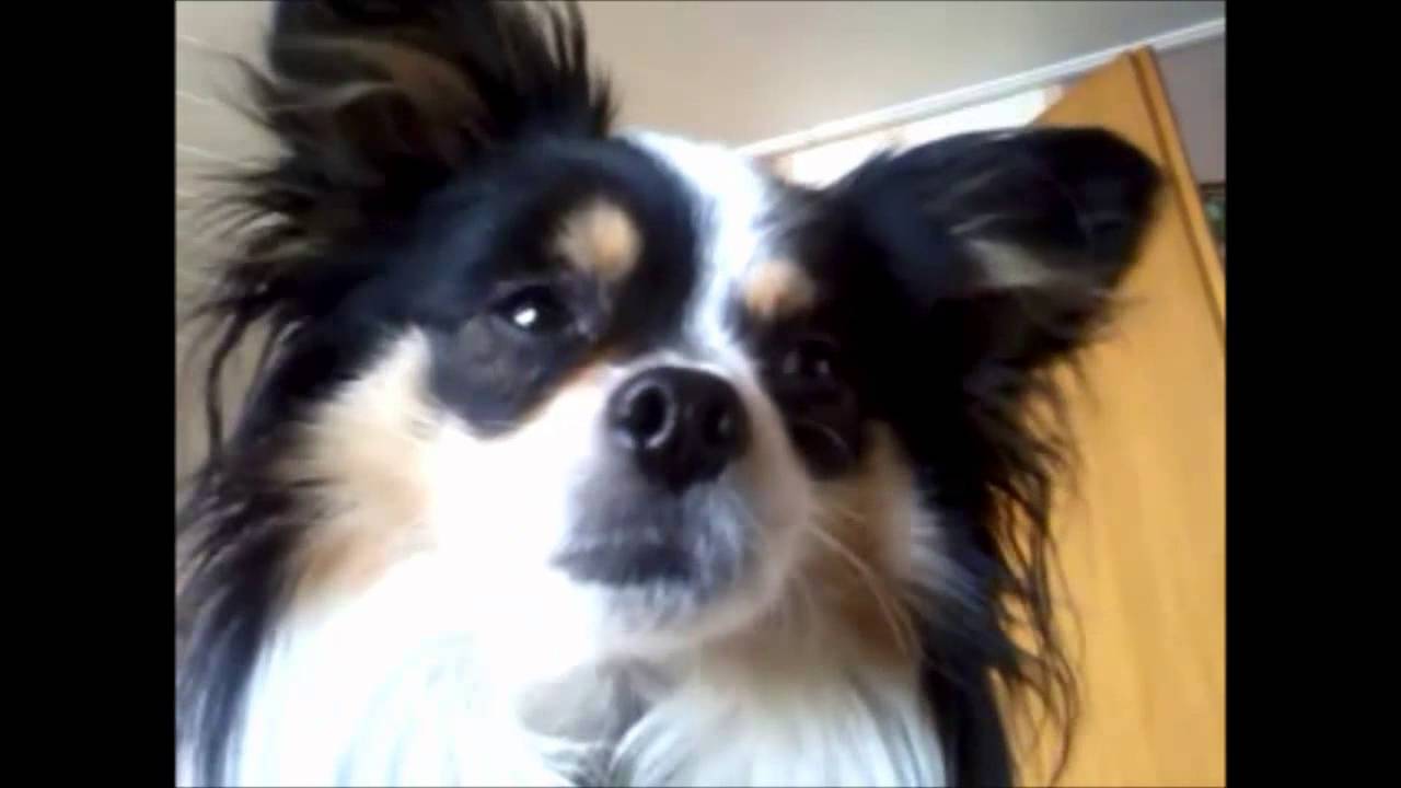 Süßer Hund,der mit den Ohren wackelt YouTube