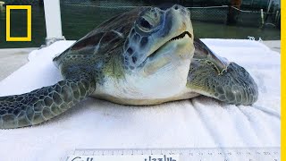 Cette tortue de mer subit une opération chirurgicale en Floride