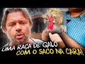 GALINHAS ORNAMENTAIS: O QUE VOCÊ PRECISA SABER ANTES DE COMEÇAR?