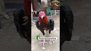 pwnyakit ayam yang bikn petrnk angkat tangan