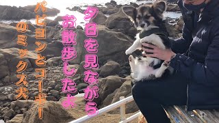 【千葉県】南房総市白浜町の野島崎灯台のそばを散歩しました　I took a walk near the Nojimasaki Lighthouse in [Chiba Prefecture]