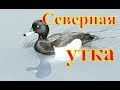 Охота на северную утку.