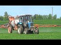 Трактор МТЗ 82 с опрыскивателем производит обработку озимых зерновых от сорной растительности