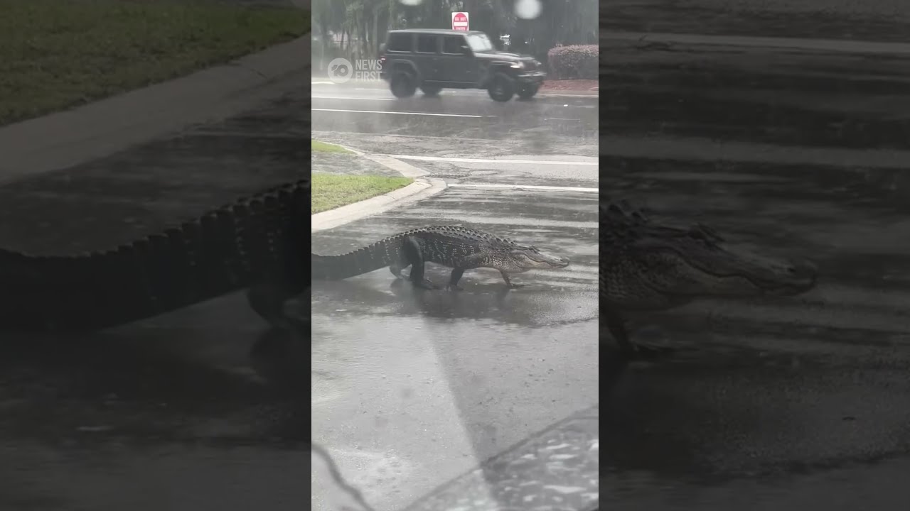Huge Alligator Spotted Casually Strolling Down Street During Tropical Storm Debby 10 News First