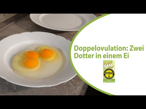 Video: Warum In Einem Ei Zwei Eigelb Sein Können