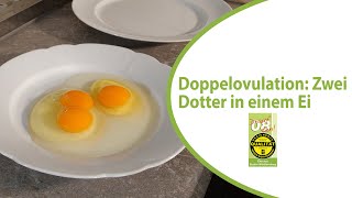 Zwei Eigelb In Einem Ei. Wie Geht Denn Das?