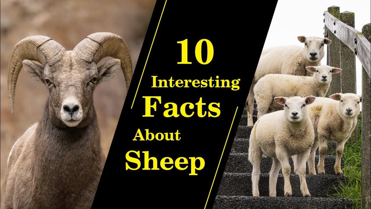 "10 Fascinating Facts About Sheep You Never Knew 🐑🤯" YouTube