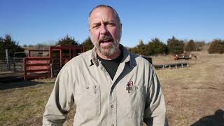 Animal Welfare and Cattle:  how to keep cow safe in cold temperatures