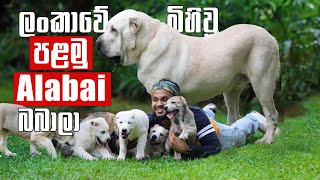 First ever Alabai Puppies in Sri Lanka  එතෙක් මෙතෙක් ලංකාවේ බිහිවූ පළමු Alabai පැටව් | Pet Talk