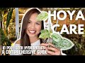 Hoya care in pon and semihydroponics a comprehensive guide 