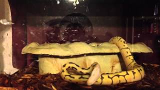 my killer bee ball python 640x360 Wealth