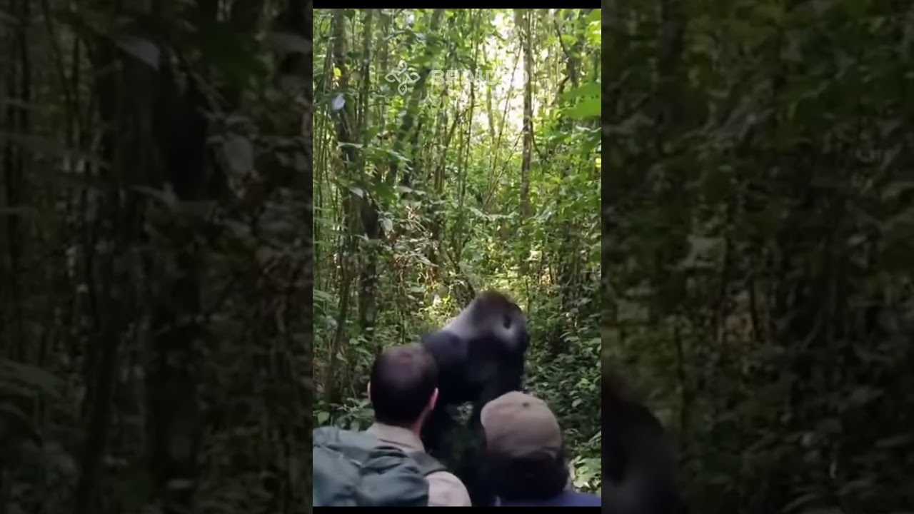 Massive adult male gorilla